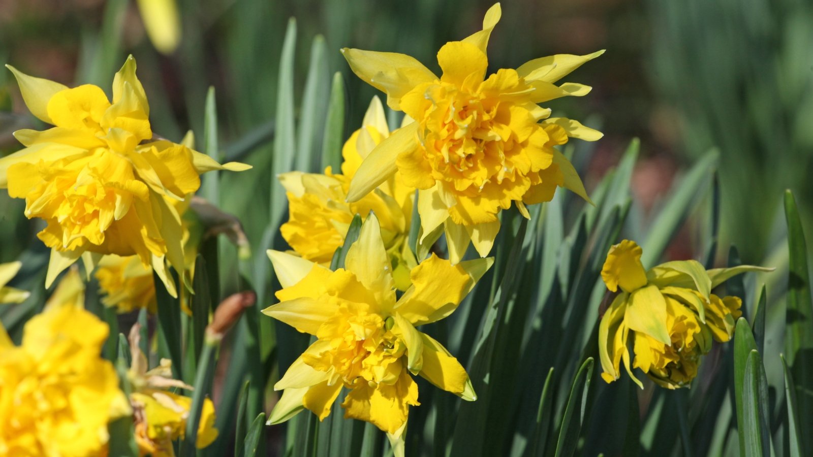 19 Uncommon Daffodil Varieties You Can Plant Now