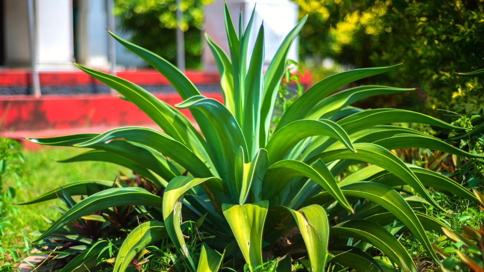 13 Agave Varieties for Your Indoor or Outside Yard