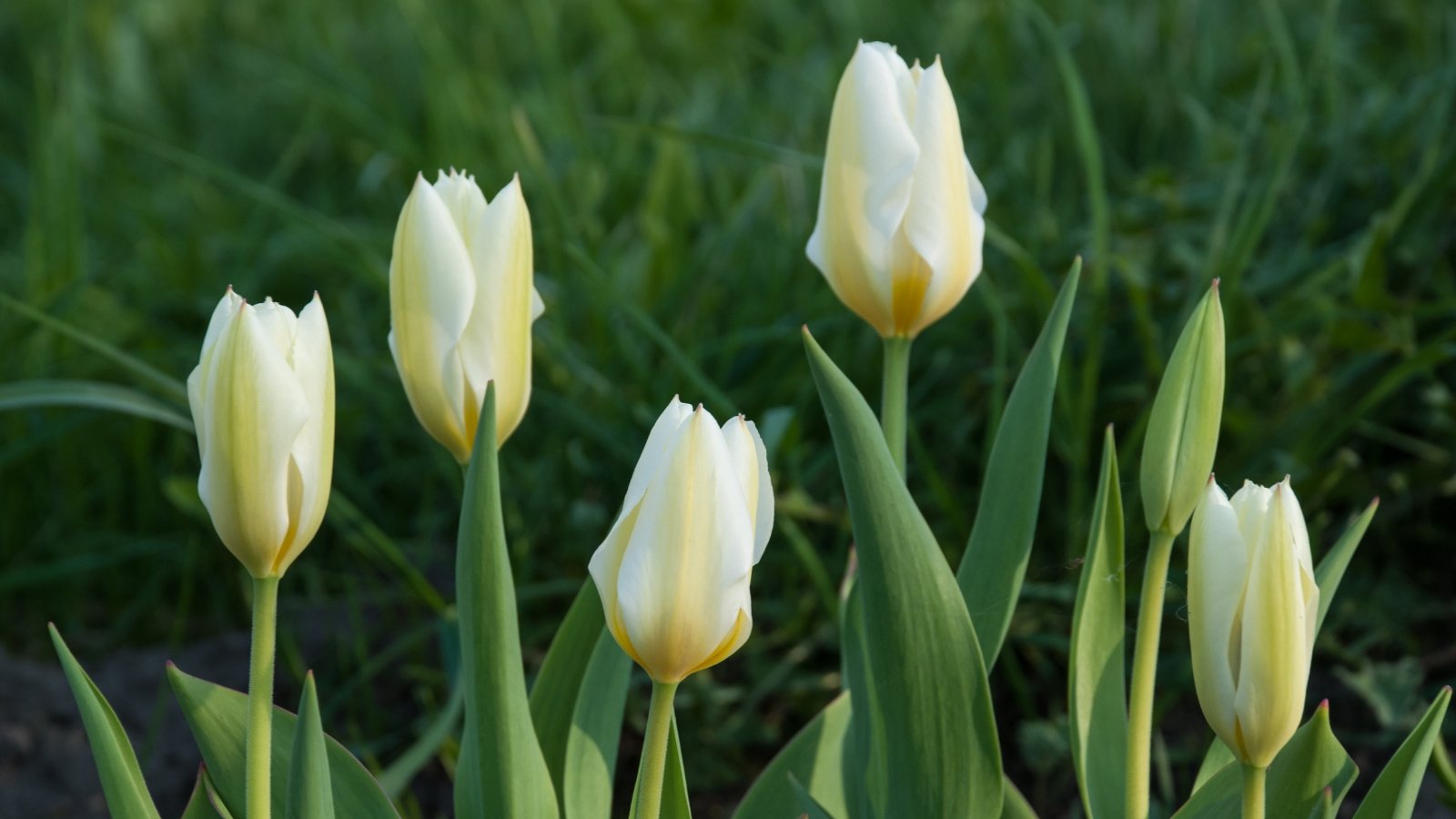 Methods to Plant, Develop, and Deal with Fosteriana Tulips