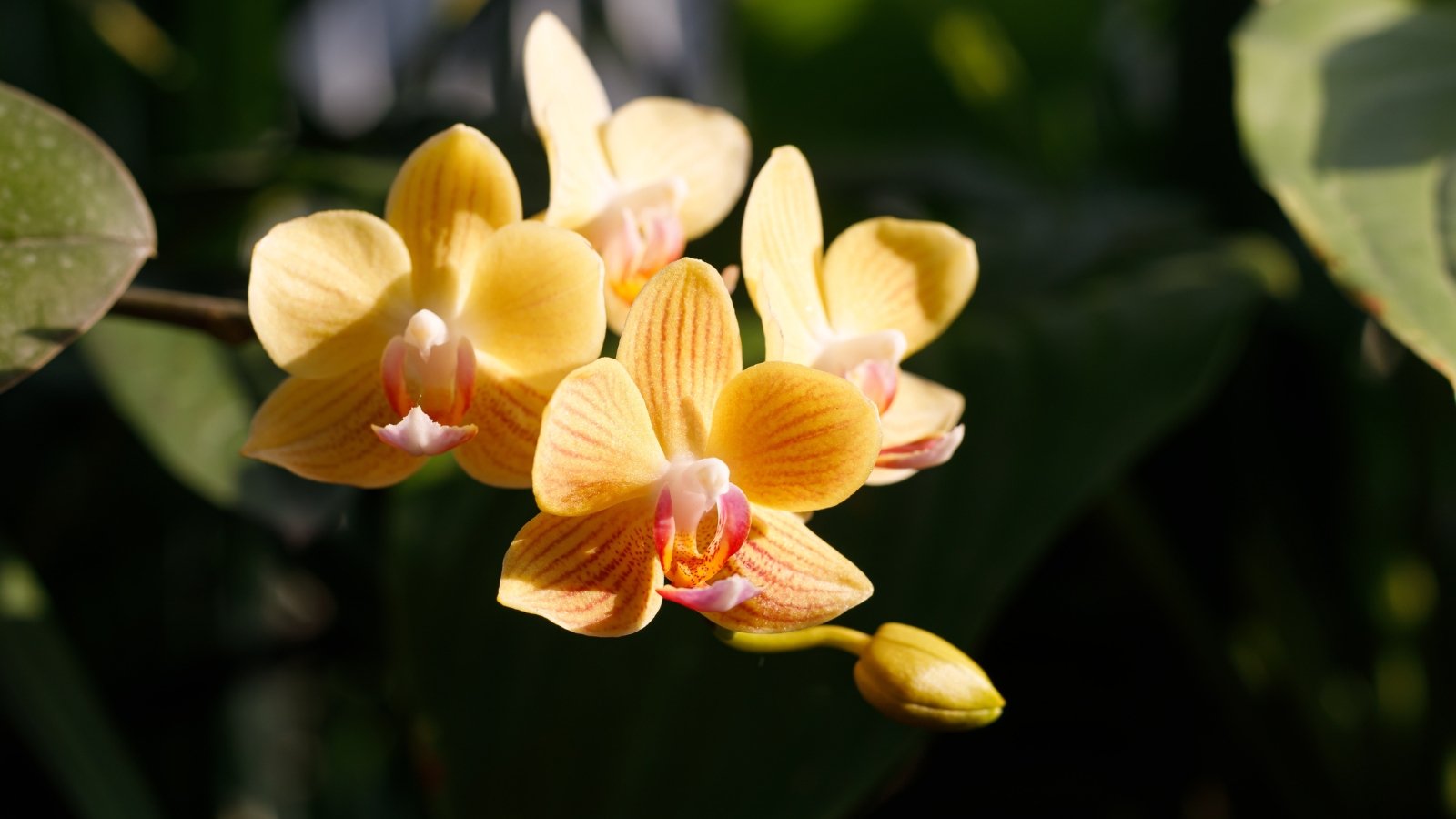 How Generally Do Orchids Bloom? When to Anticipate Flowers