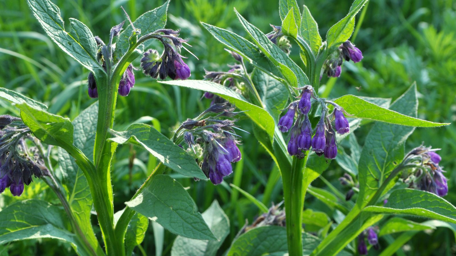 One of the best ways to Plant, Develop, and Care for Comfrey