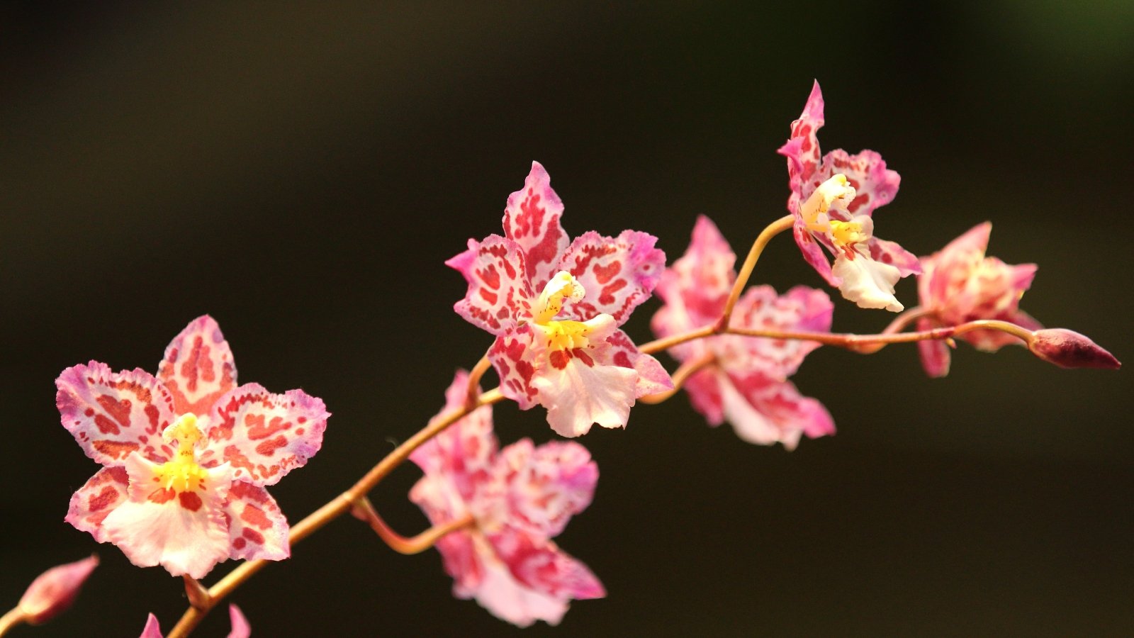 11 Simple Orchids That Are Just about Not potential to Kill