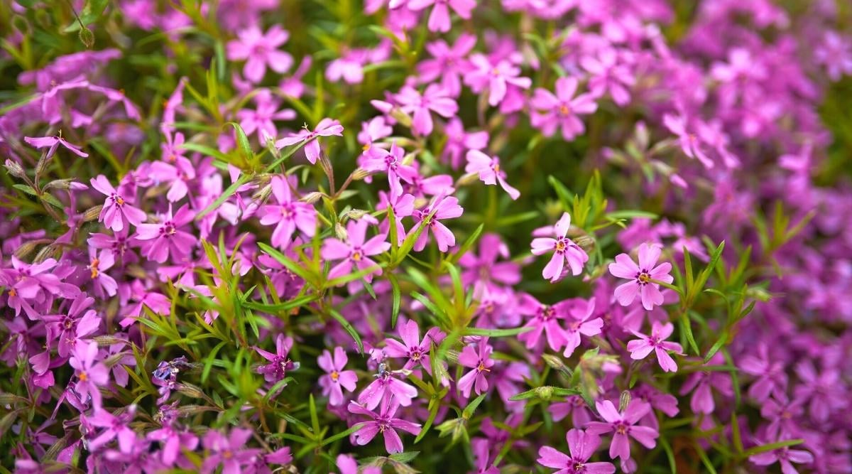 51 Flowering Floor Cowl Vegetation With Lovely Blooms