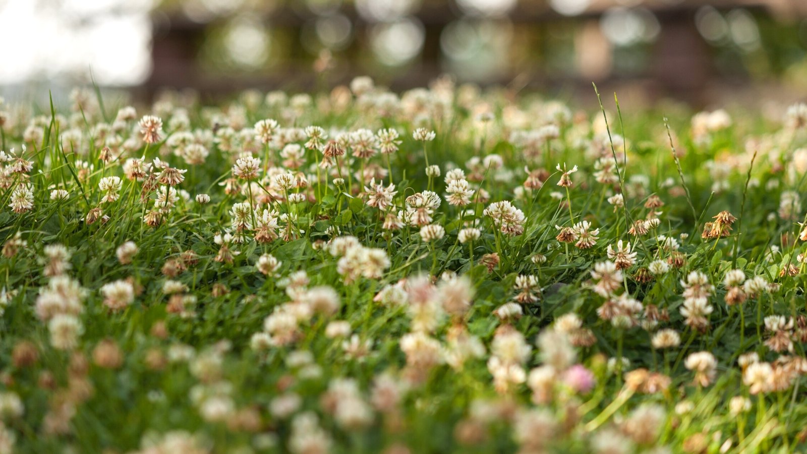 Are Flooring Cowl Lawns Elevated Than Grass?