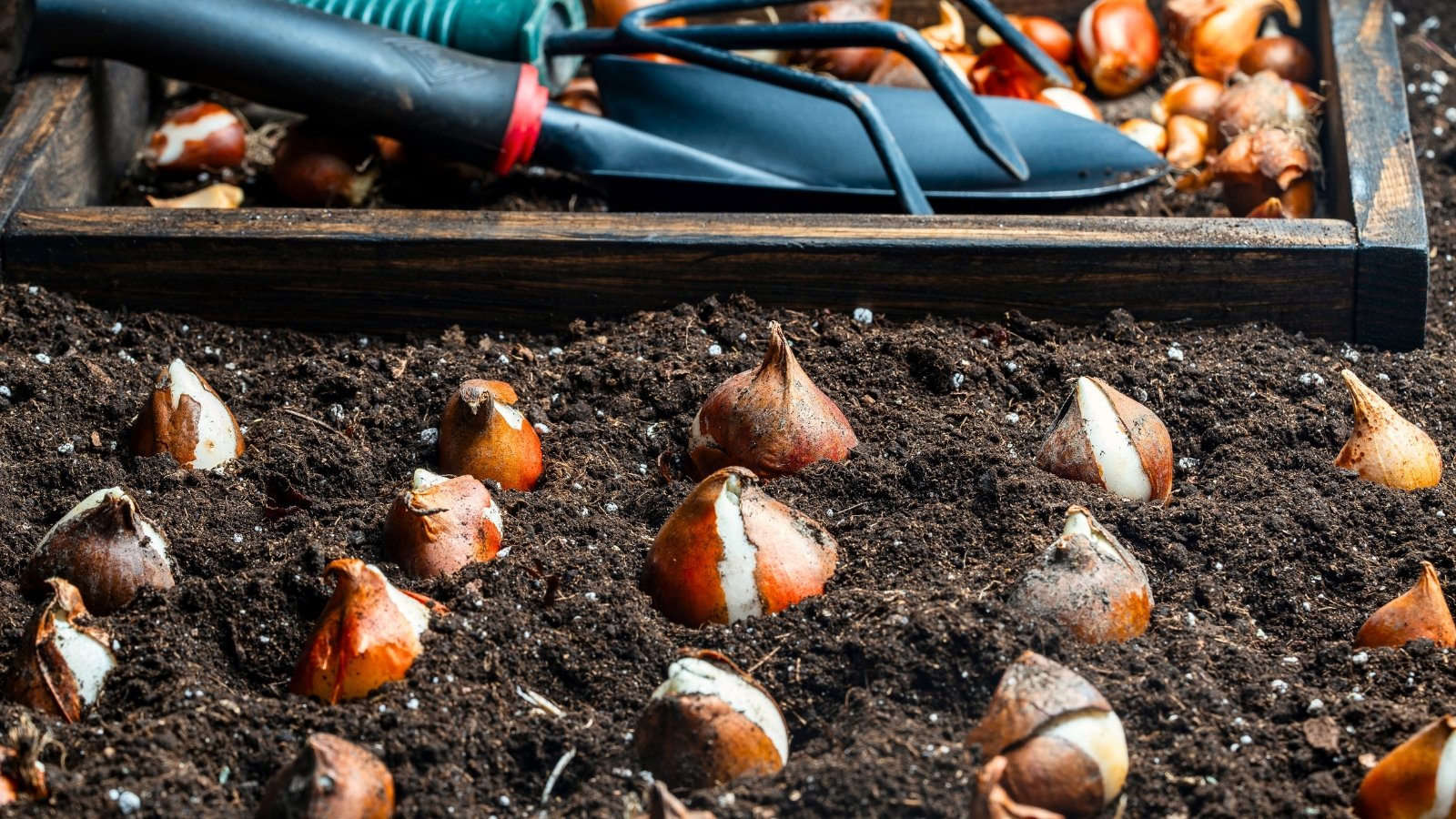 How Deep Should You Plant Tulips?