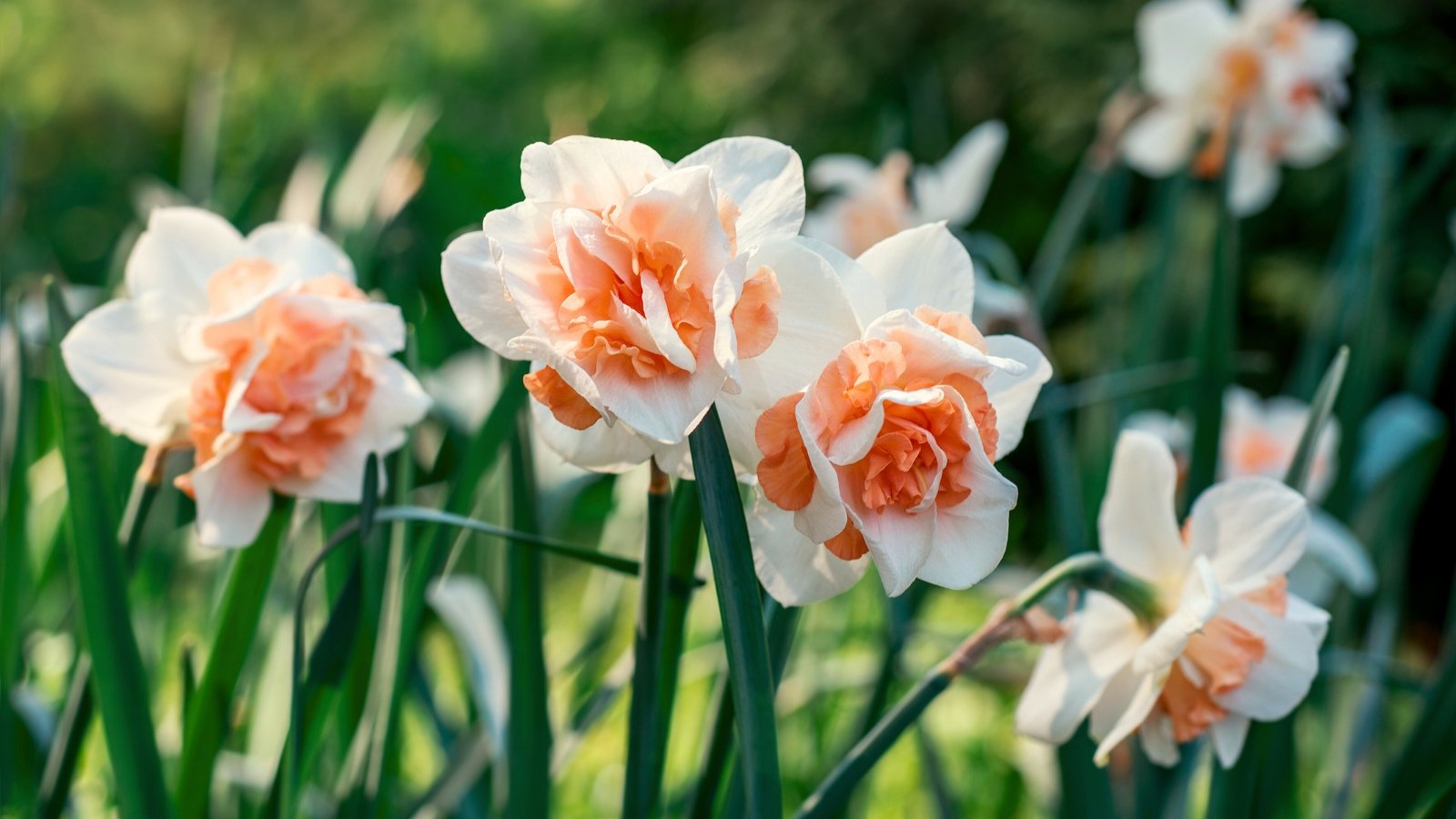 15 Daffodil Varieties With Extra Massive Blooms