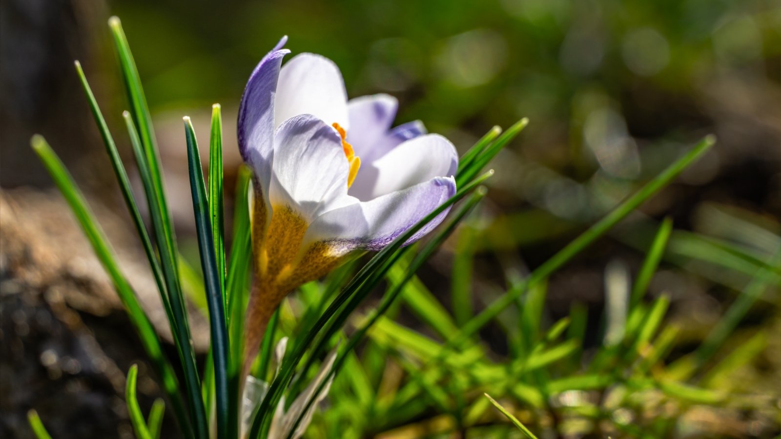 Plant These 15 Bulbs in October for a Lovely Spring Yard