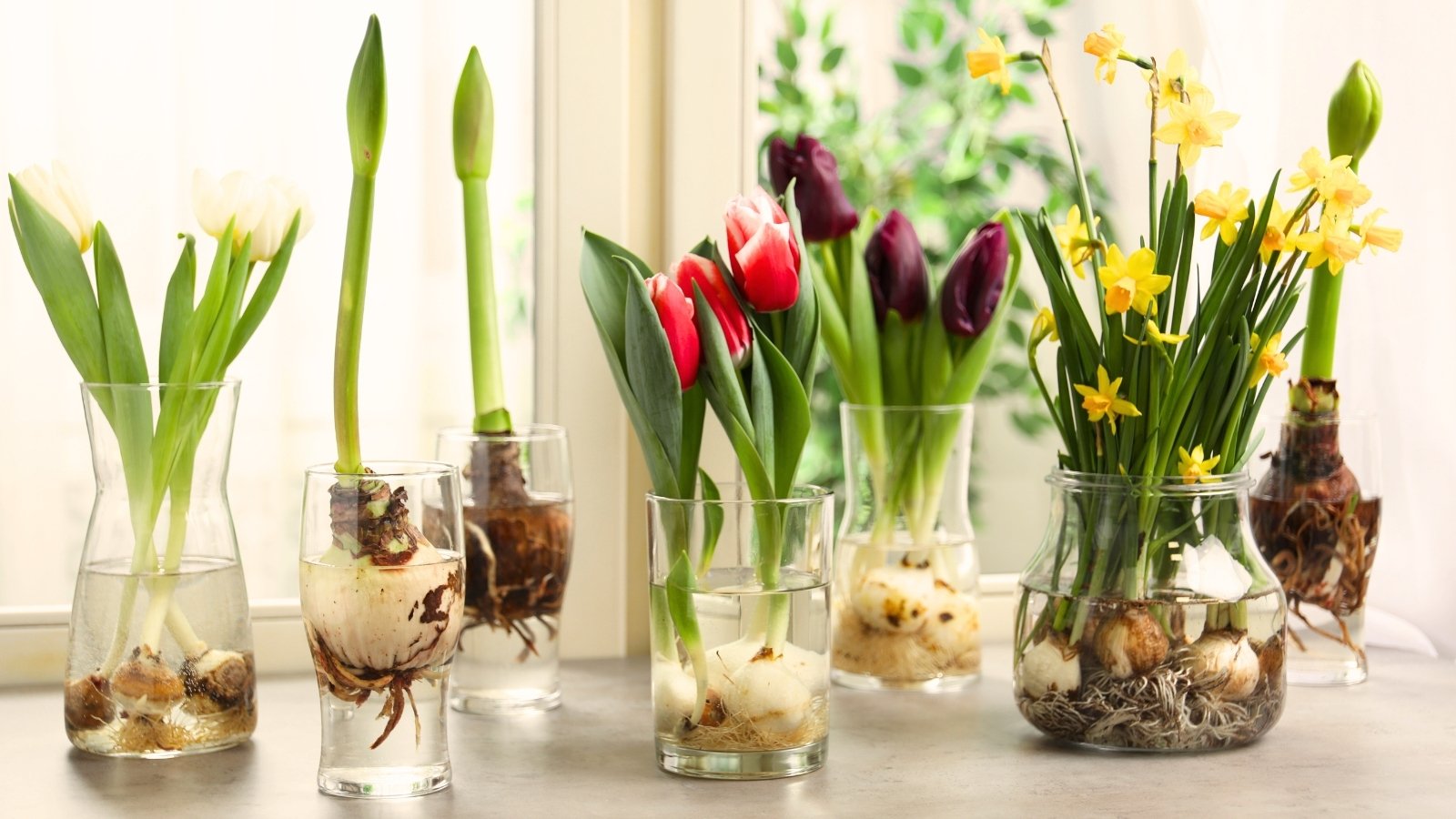 Plant These 13 Flowering Bulbs Now For Journey Reveals