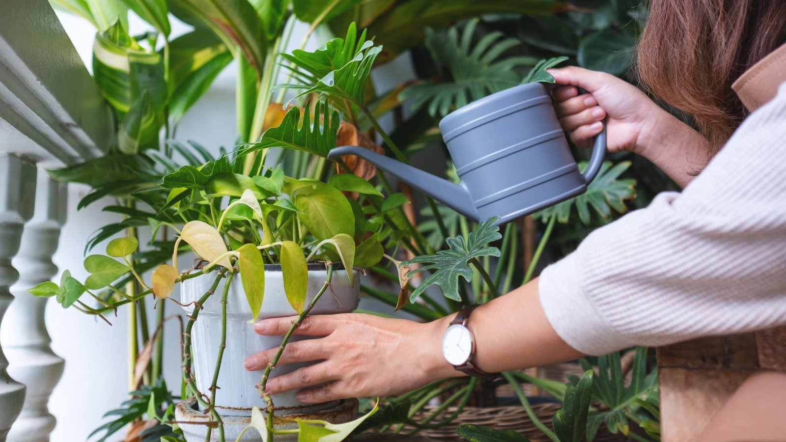 When and How Masses to Cut back Houseplant Watering For the Off Season