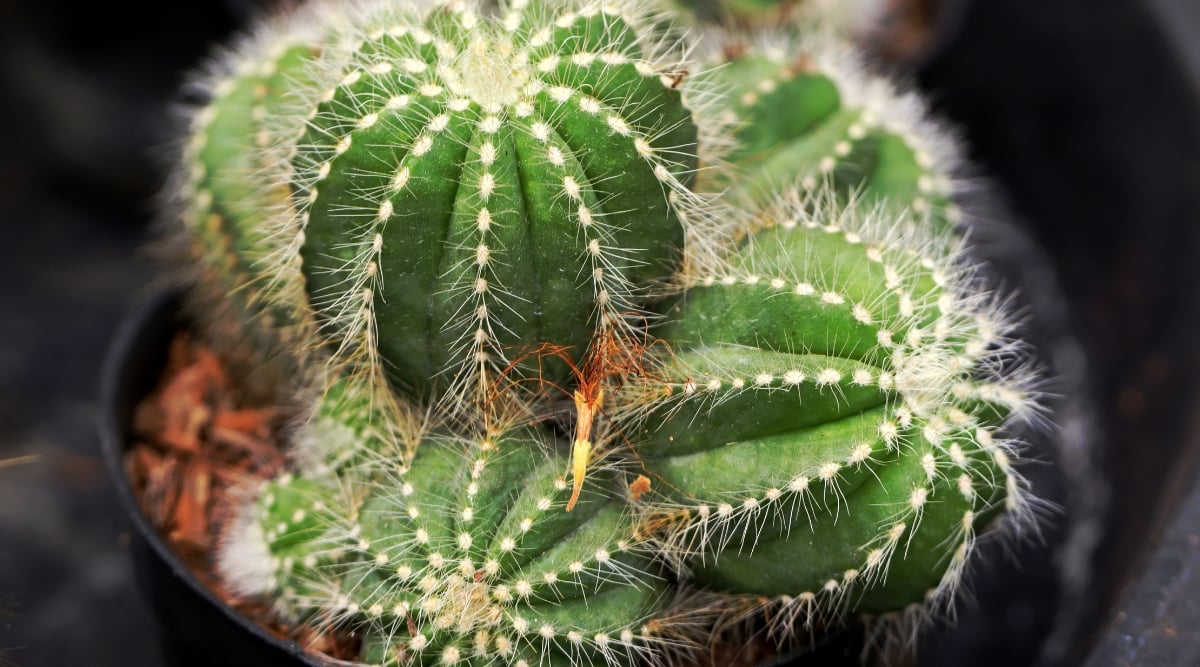 Close-up of a balloon cactus in a black pot. Notocactus magnificus, is a distinctive cactus species appreciated for its charming and unusual appearance. This globular cactus features a spherical shape with numerous prominent ribs and is covered in dense, golden-yellow spines. The spines give the cactus a spiky and textured appearance, while the round body resembles a balloon.