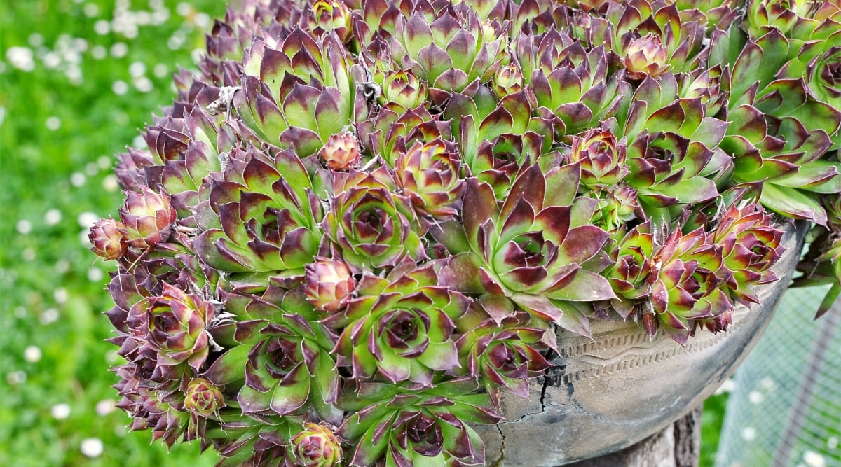 Close-up of Sempervivum tectorum, commonly known as Common Houseleek, in a large gray pot in the garden. This perennial plant forms tight, compact rosettes of fleshy, pointed leaves that radiate from a central point, resembling an artistic arrangement of overlapping petals. The leaves have a gray-green hue, and their tips develop reddish and purple tinges.