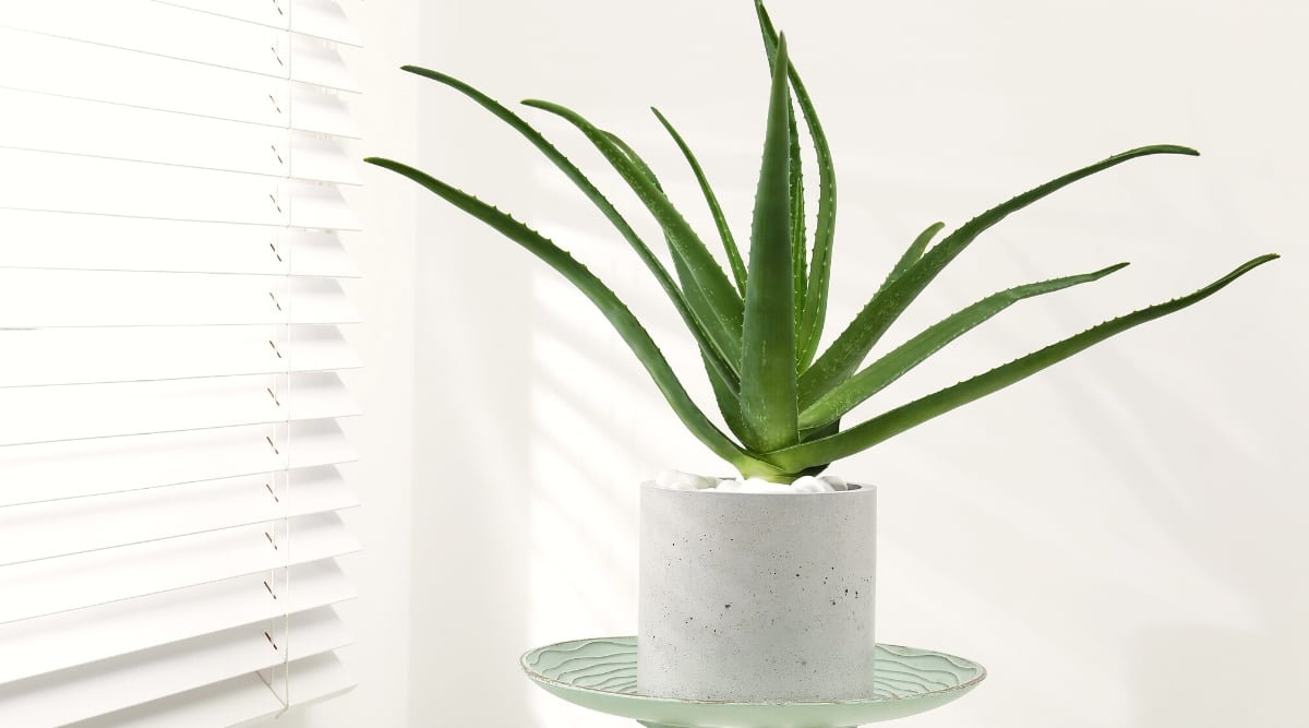 Close-up of Aloe Vera in a gray ceramic pot against a white wall near a window. This plant forms a rosette of thick, fleshy, lance-shaped leaves that emerge from a central stem or base. The leaves are succulent, with serrated edges and a vibrant green color.