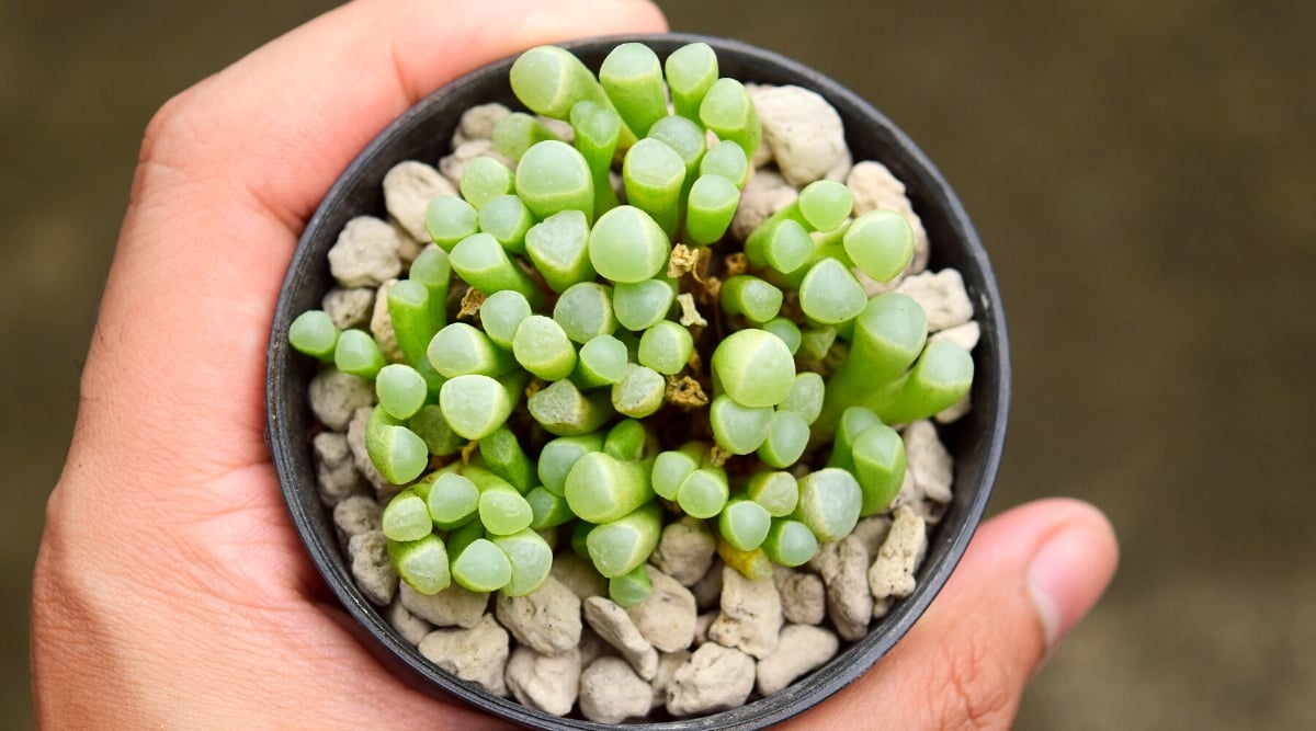 Close-up of a woman's hand holding a small pot of Fenestraria on a blurred green background. The plant consists of small, cylindrical, or cone-shaped leaves that cluster together, forming a dense mat close to the soil. What sets Fenestraria apart is the translucent window-like structures at the top of its leaves. The leaves have a pale green color with bluish tint.