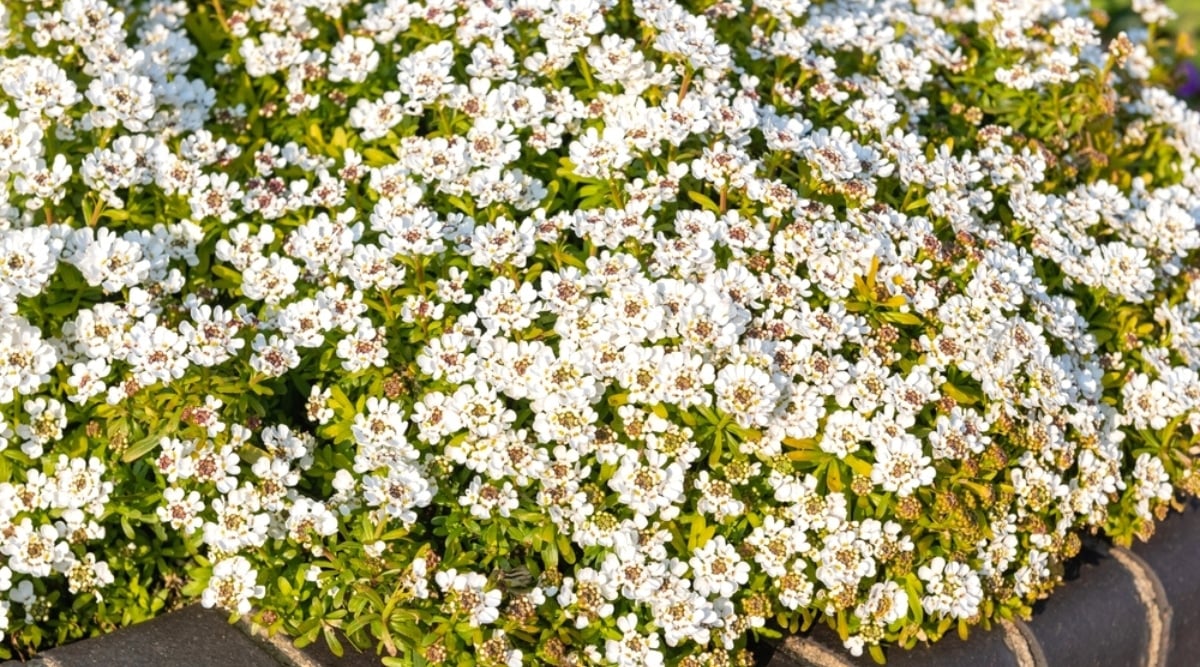 Close-up of a flowering plant Iberis sempervirens in a sunny garden in a flower bed. The plant has alternate, simple, linear-oblong leaves, dark green in color. Candytuft produces small, snow-white, 4-petalled flowers in dense, flattened, globular florets.