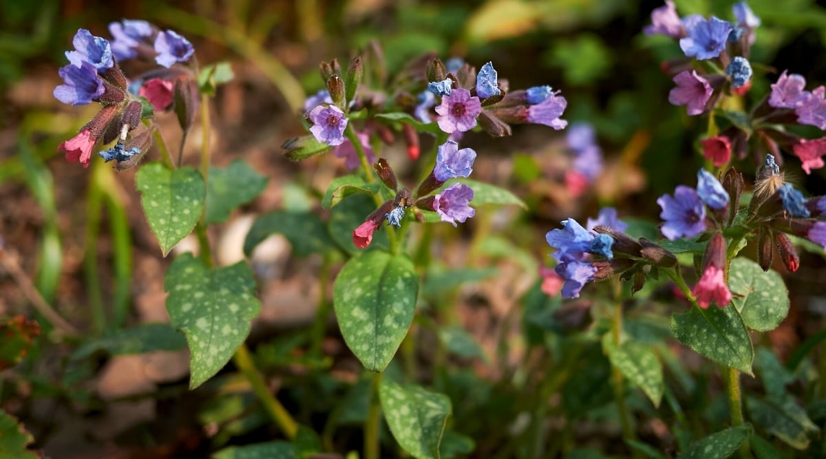 Close-up of a flowering plant Pulmonaria officinalis in a garden. The plant has large pointed leaves with uneven matte spots. Lungwort blooms with small bell-shaped pink, purple and blue flowers.