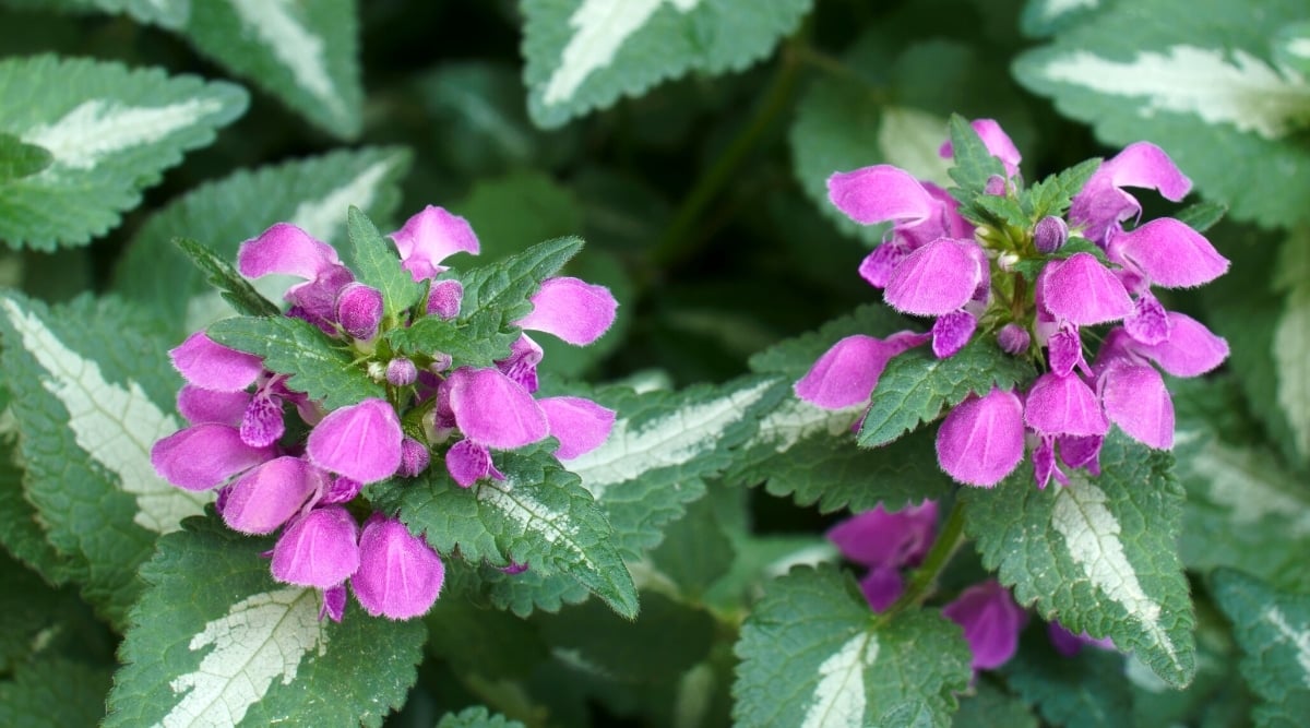 Close-up of Lamium maculatum 'Checkers' in the garden. The plant has evergreen, heart-shaped, serrated, dark green leaves with a white spot in the center. Masses of beautiful thorns of purple flowers rise above the foliage.