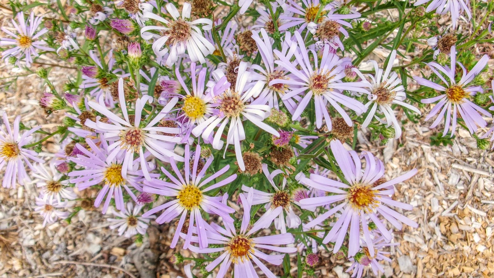 Tall, upright stems with narrow green leaves and clusters of soft lavender-blue daisy-like flowers surrounding bright yellow centers.
