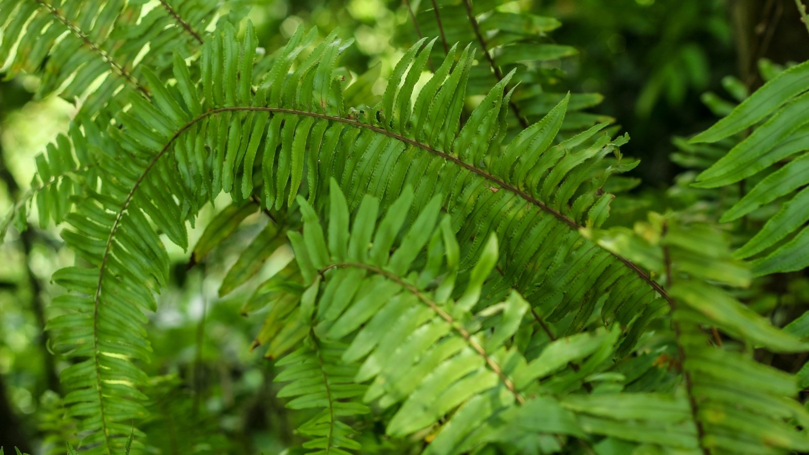 Graceful fern with long, arching fronds made up of dense, dark green leaflets with finely serrated edges.
