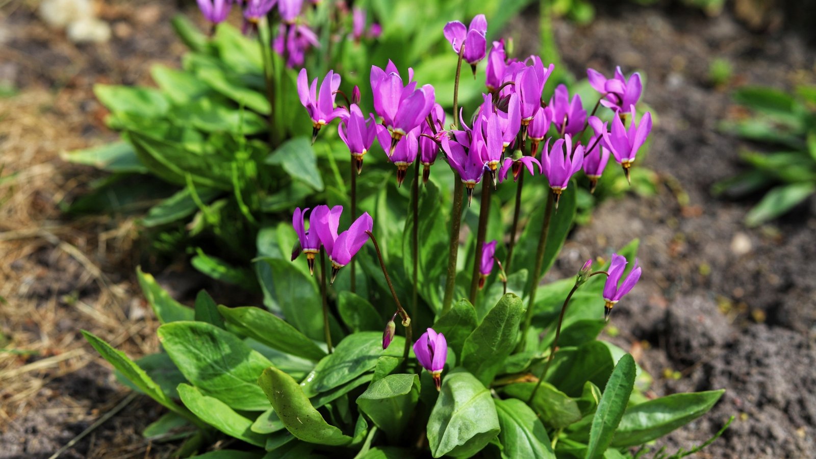 Upright stems with narrow basal leaves and nodding, star-shaped, magenta flowers featuring swept-back petals and a central yellow ring.
