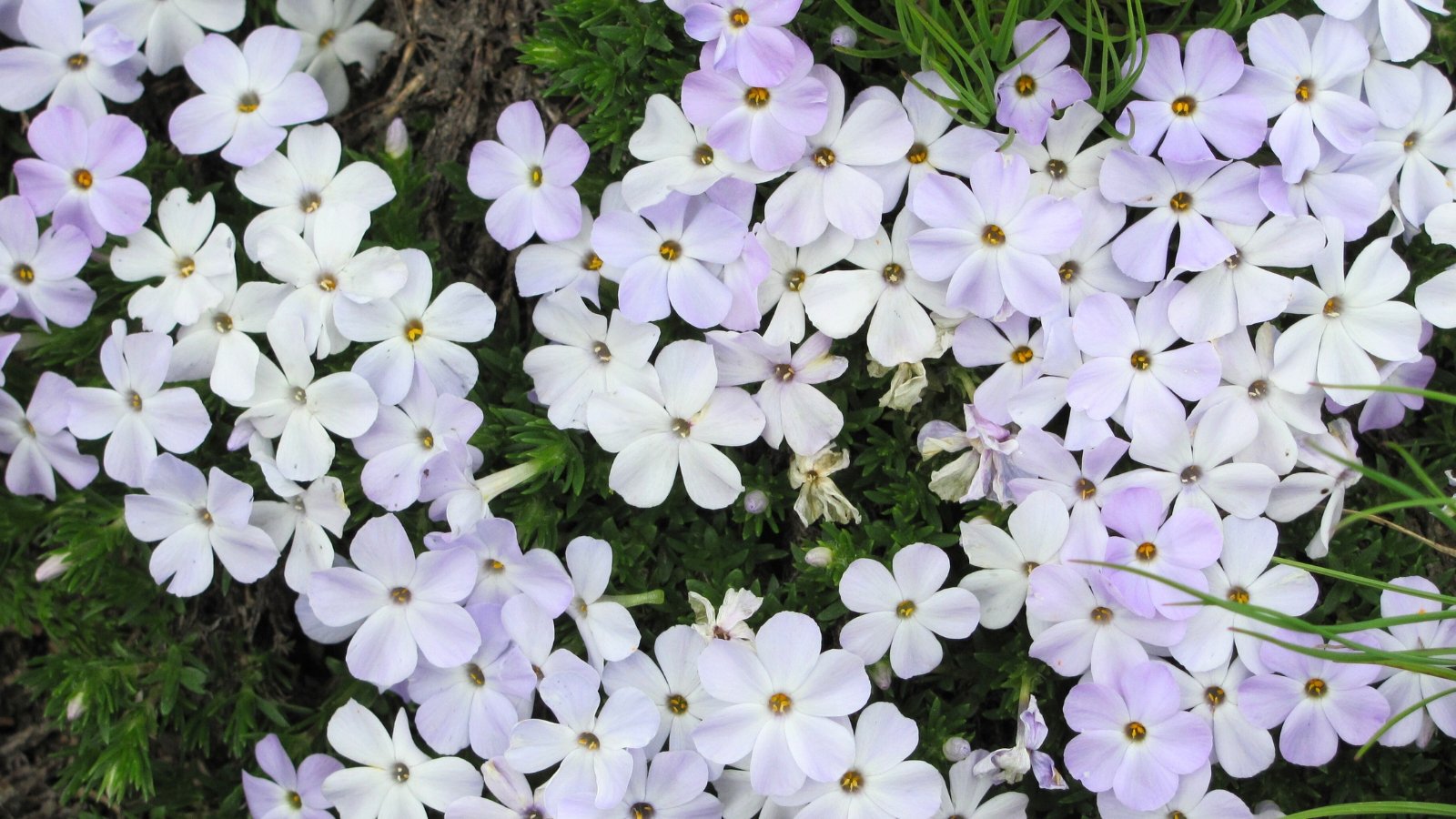 Compact mat-forming plant with needle-like leaves and clusters of tiny, star-shaped pale pink to lavender flowers.
