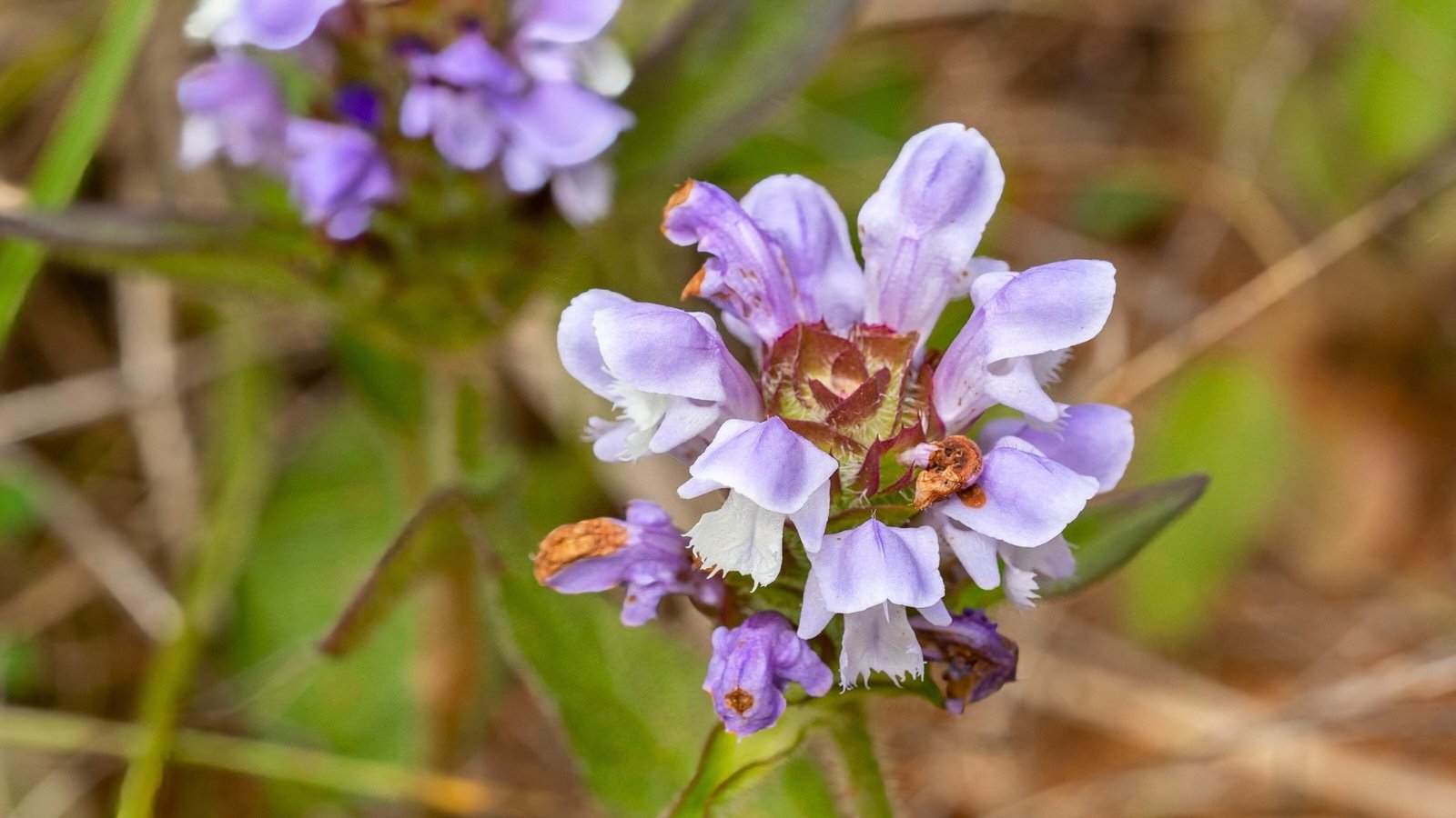 Creeping groundcover with lance-shaped green leaves and spikes of small, tubular, violet-blue flowers.
