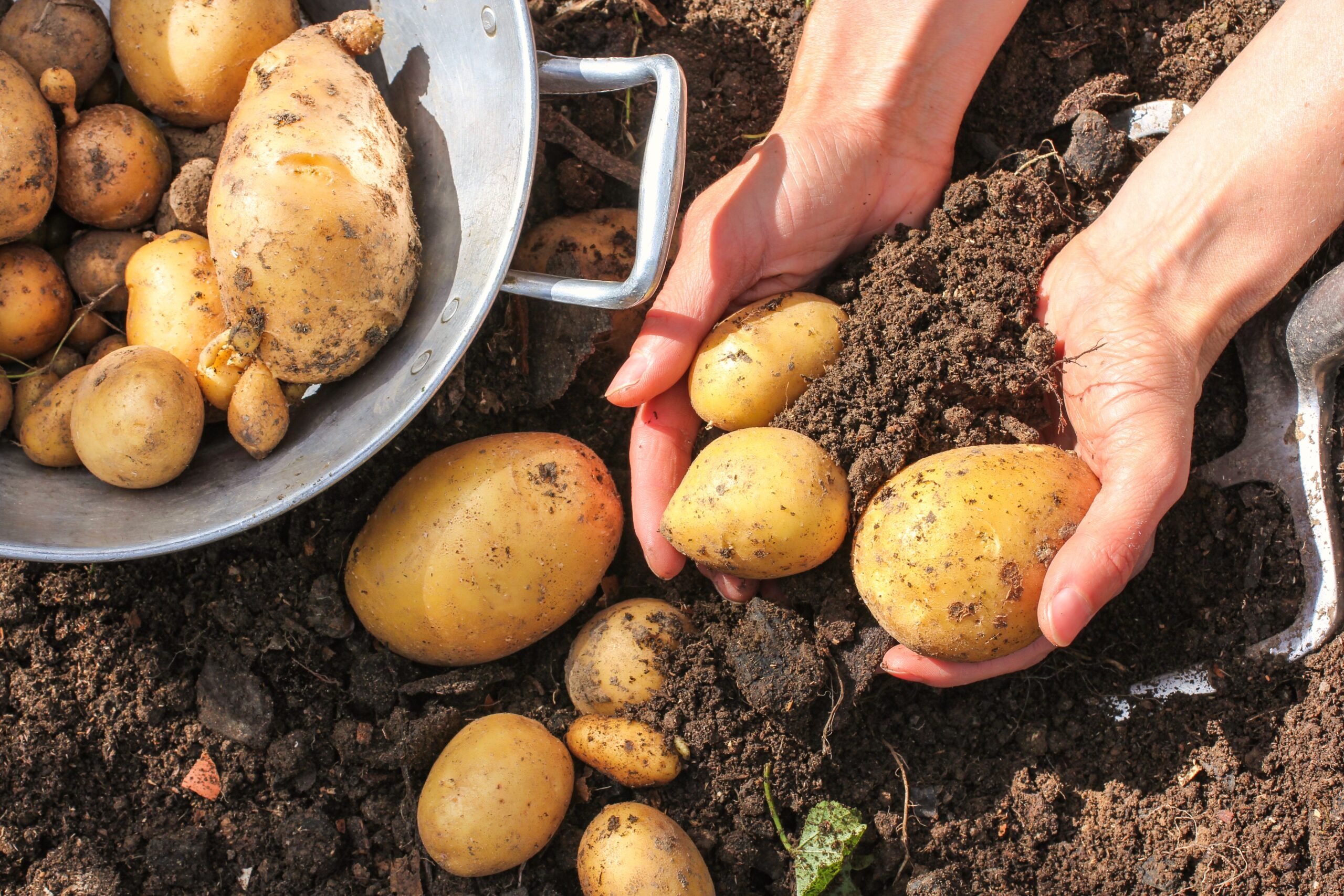 How and When to Harvest Potatoes