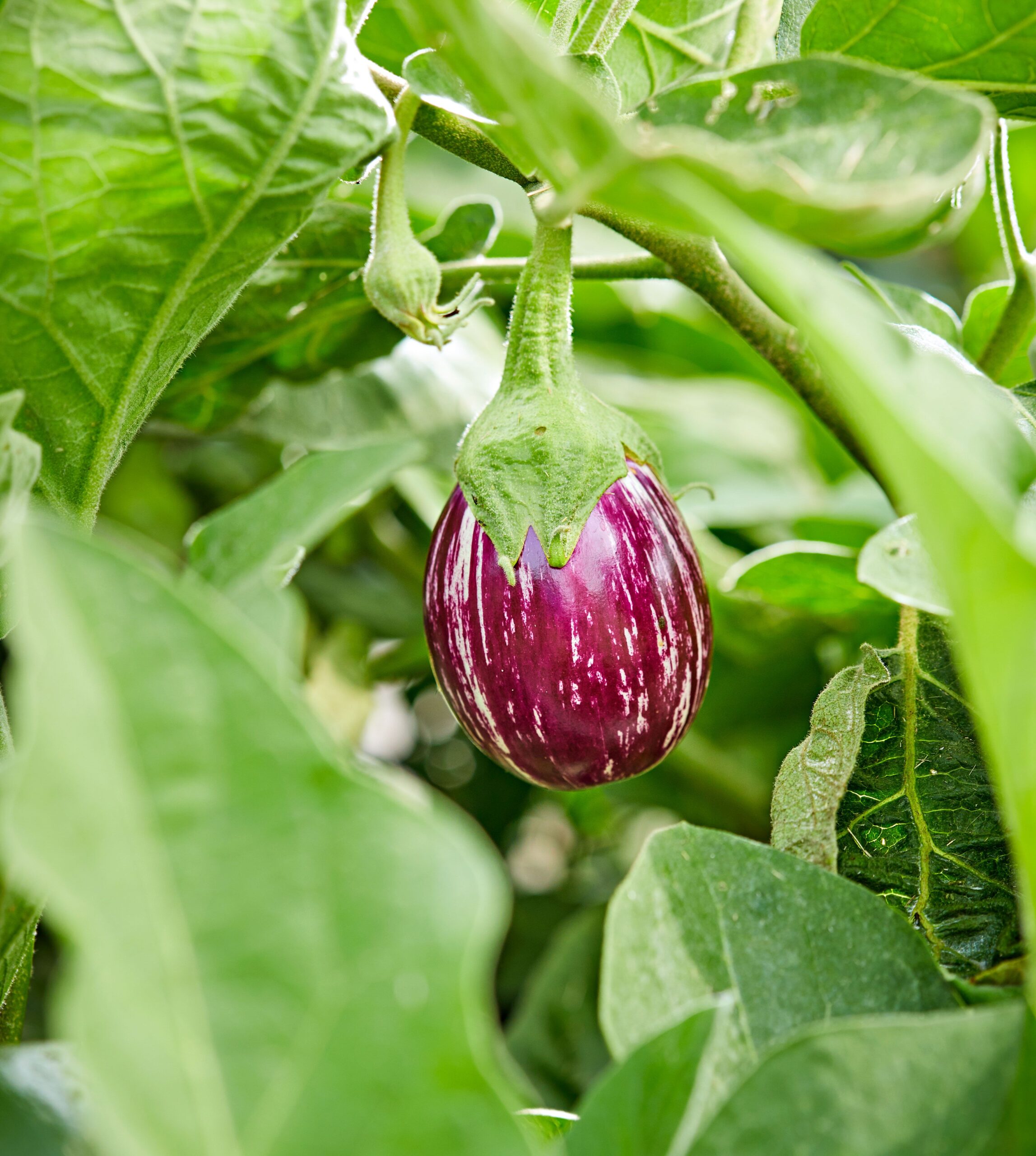 One of the best ways to Plant and Develop Eggplant