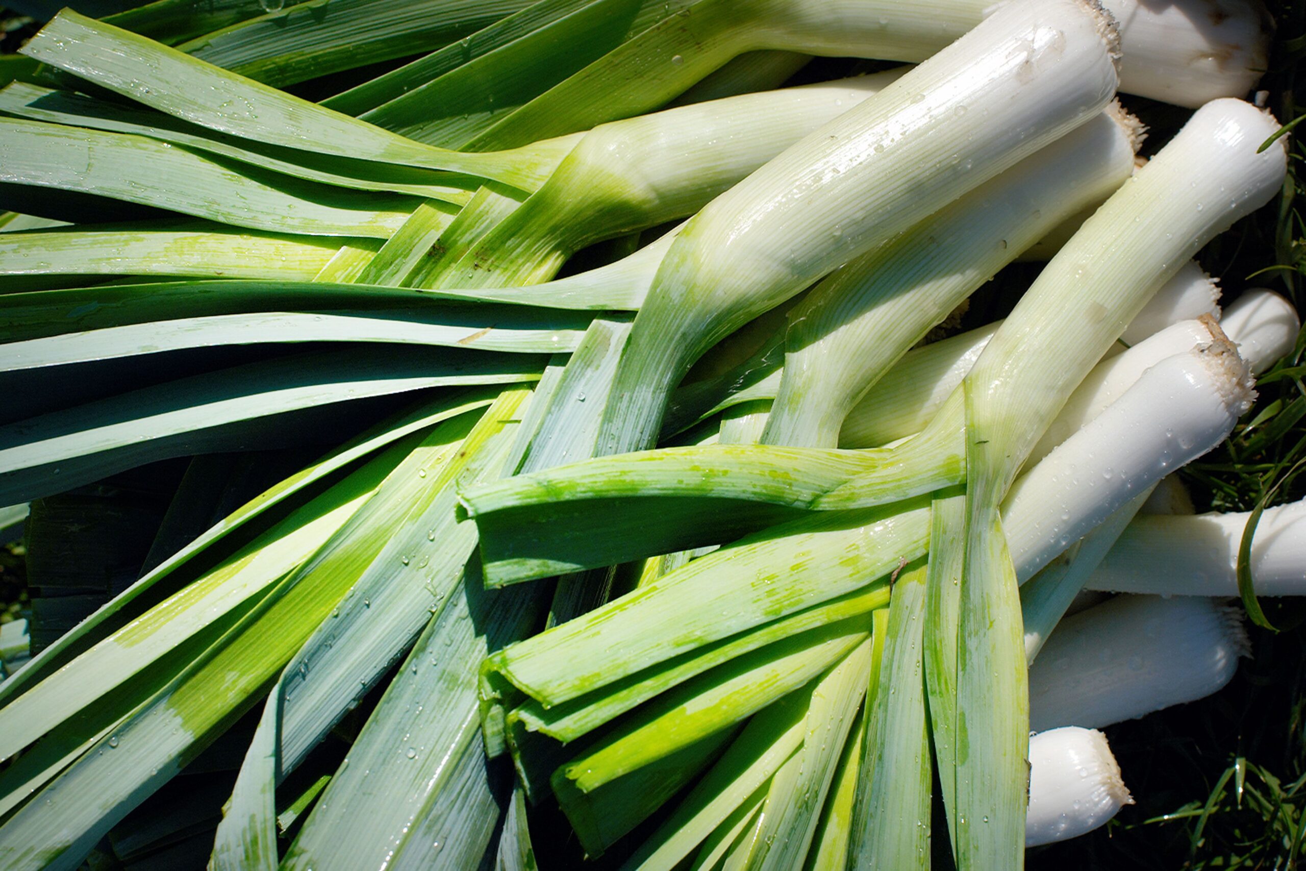 The best way to Plant and Develop Leeks