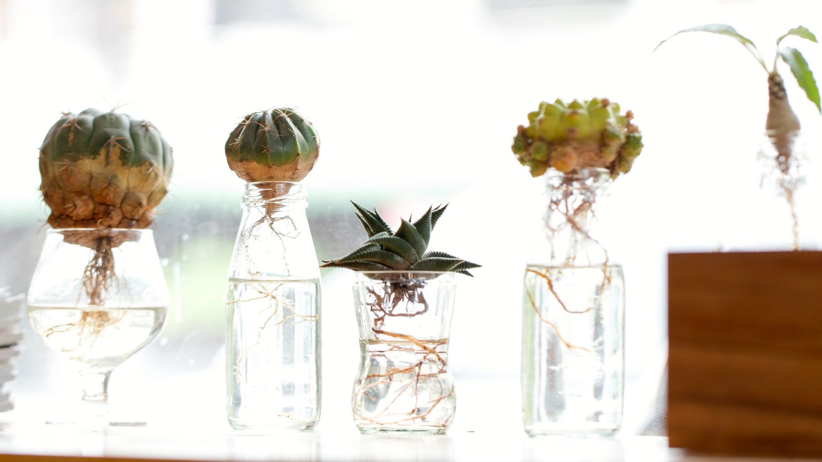 Can Succulents Develop in Water?